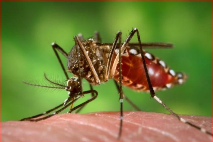 mosquit Aedes aegypti