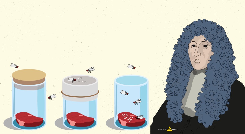 experiment Redi carn mosques