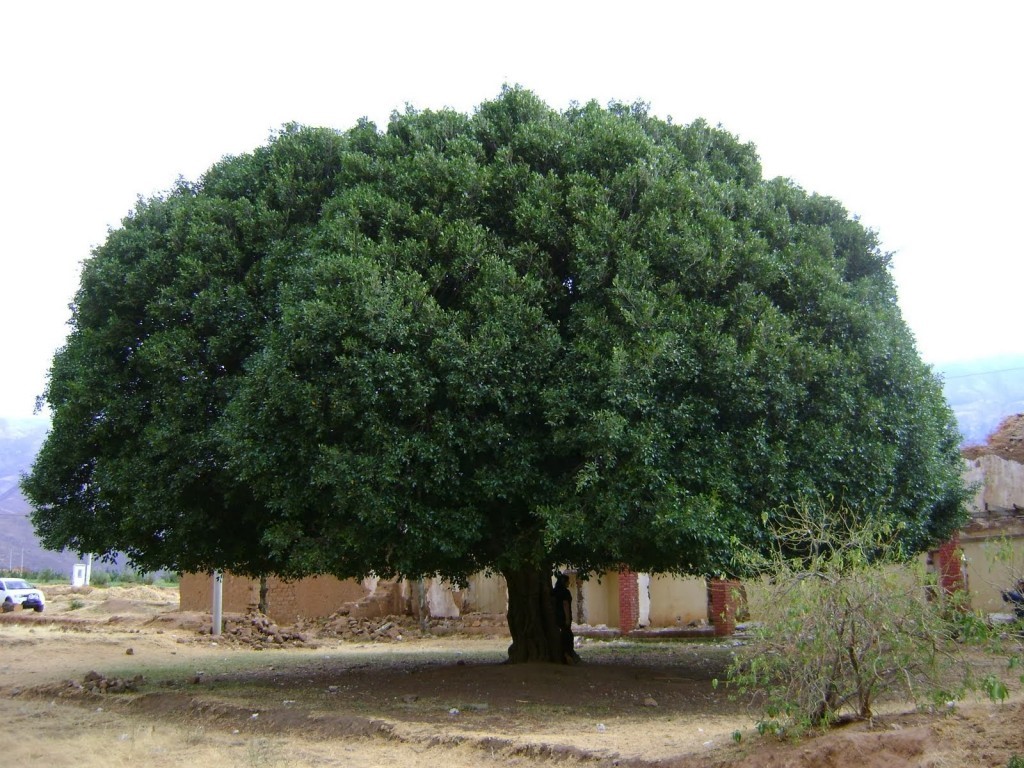 Arbre de la quina