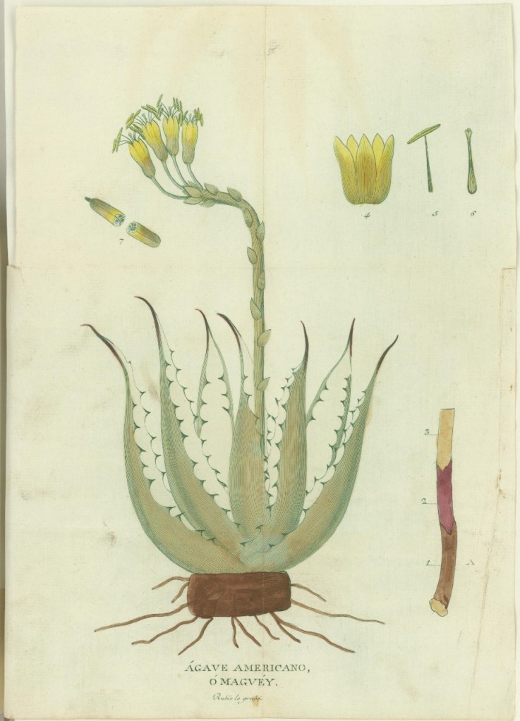 Dibuix d'una atzavara amb detalls de la flor, pistil, calze, i una porció de l'arrel. Publicat a Demostración de las eficaces virtudes nuevamente… (Madrid: 1794).