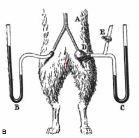 Experiment en un gos de mesura de la pressió arterial. A l'esquerra el sistema, ja conegut, de col·locar un catèter a l'artèria femoral connectat a una columna d'aigua. A la dreta. el mètode de Basch
