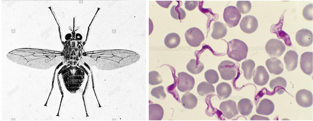 Mosca tse-tse (esquerra) i extensió de sang on es veuen tripanosomes (dreta).