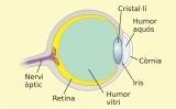 Representació dels components del globus ocular