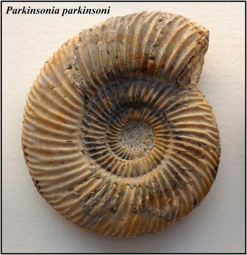 Parkinsonia Parkinsoni