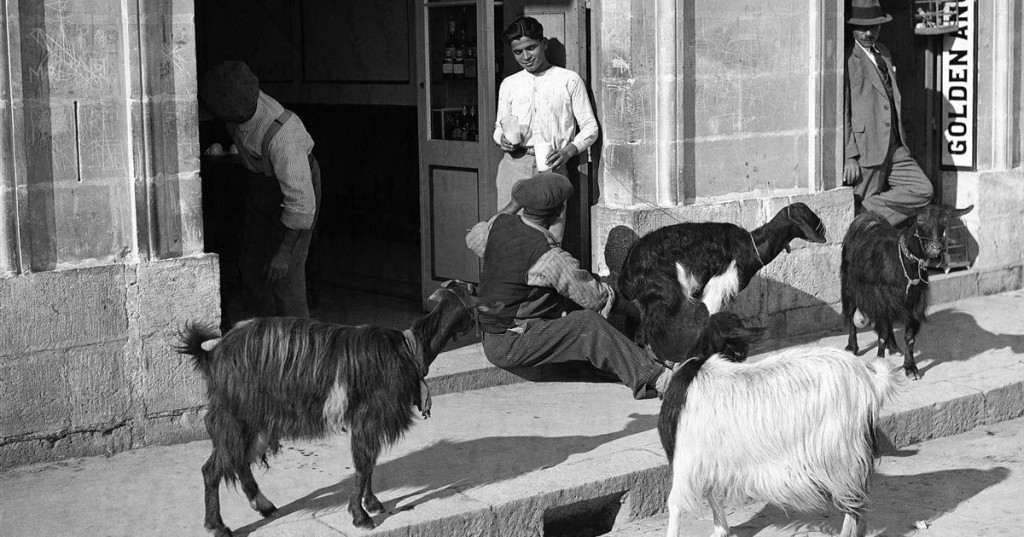 Cabres en un carrer d'una població de Malta