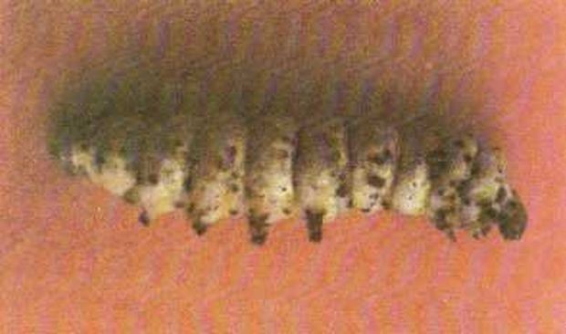 Cucs malalts de pebrina