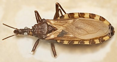 Vinchuca (Triatoma infestans)