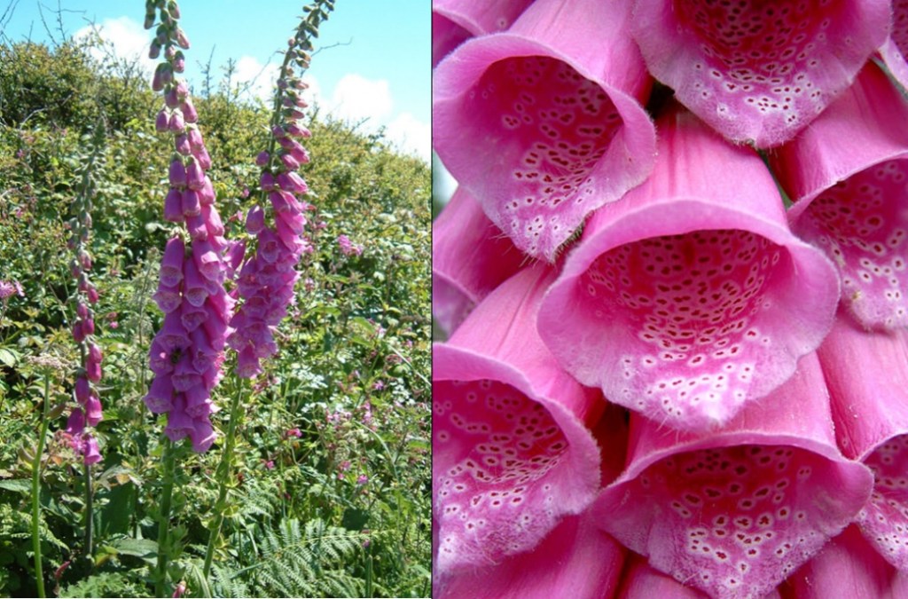 Digital púrpura. A la esquerra la planta i a la dreta la flor.