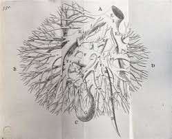 Vascularització hepàtica