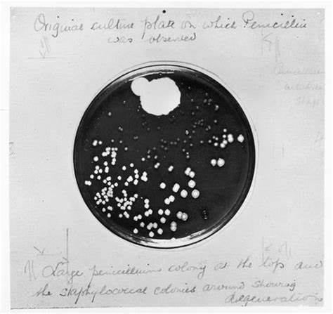 Placa de Petri de Fleming, amb notes escrites per ell, on hi havia crescut un fong (part superior). En la resta, es veuen múltiples colònies d'estafilococs (punts blancs). Les que queden al voltant del fong són molt petites i són en nombre menor.