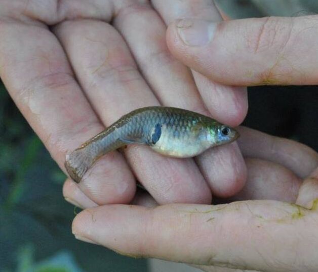 Gambusia holbrooki