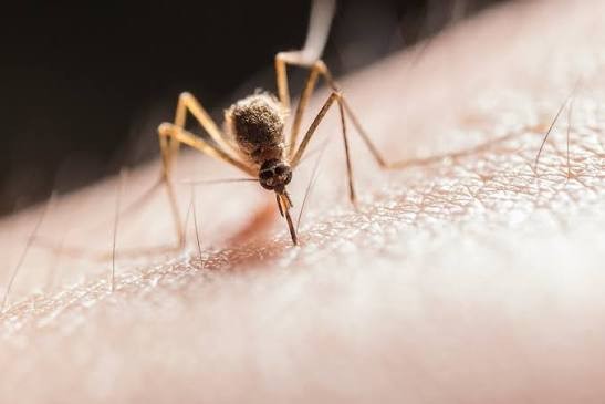 Picada de mosquit